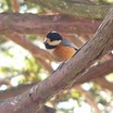 Varied Tit
